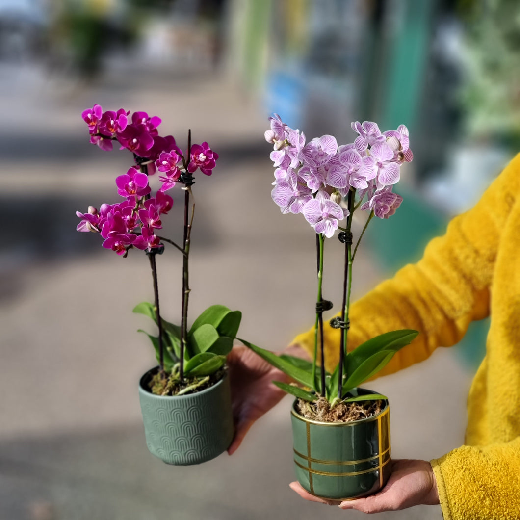 Double stem Potted Phalaenopsis Orchid