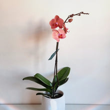 Load image into Gallery viewer, Tall Phalaenopsis Orchid

