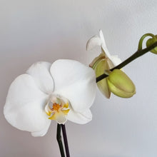 Load image into Gallery viewer, Tall Phalaenopsis Orchid
