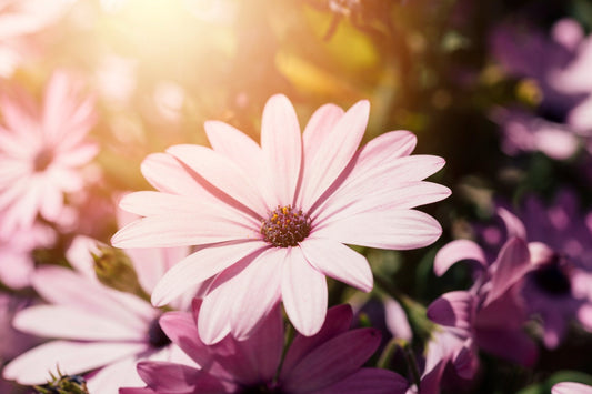 The Flower Life Cycle: From Soil to Shopfront