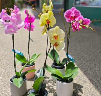 Order Fresh Flowers in Spring - Here’s Why?