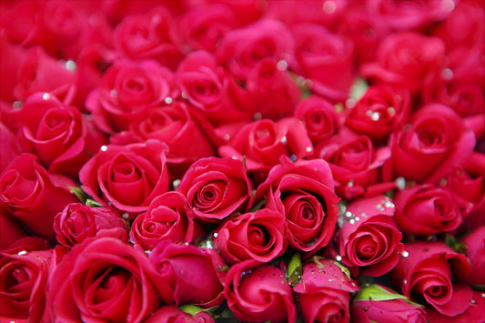 What To Gift Your February-Born Valentine? – Find Out!