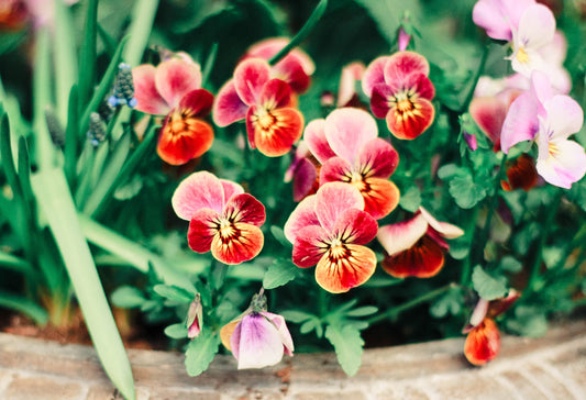 How To Choose A Reliable Florist?