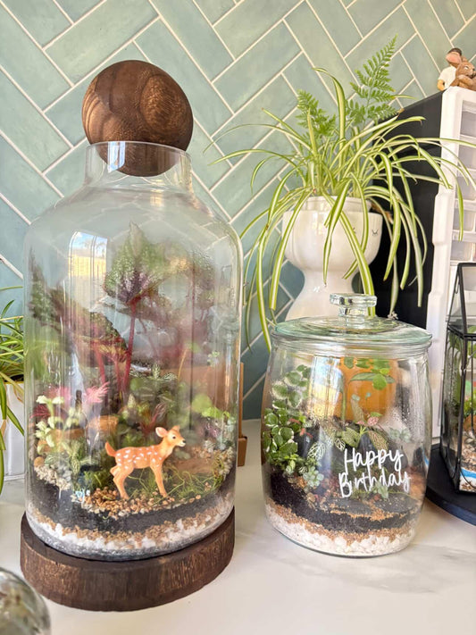 Terrarium Rainforest