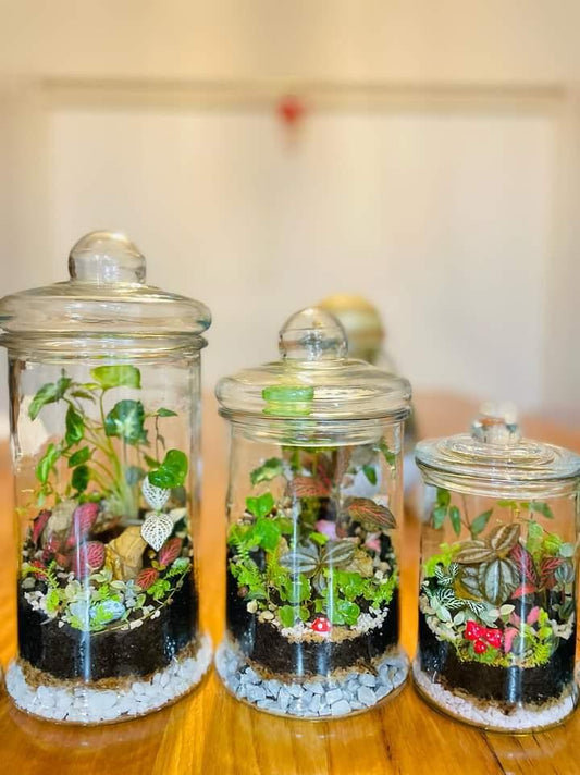 Terrarium