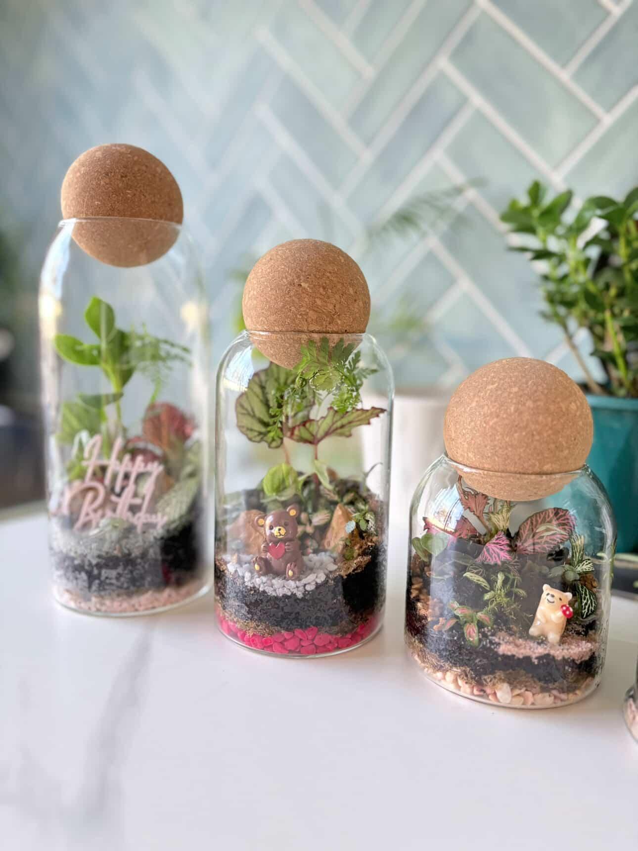 A collection of miniature living rainforest terrariums in glass vessels ready for professional same-day courier delivery to homes in Doncaster.