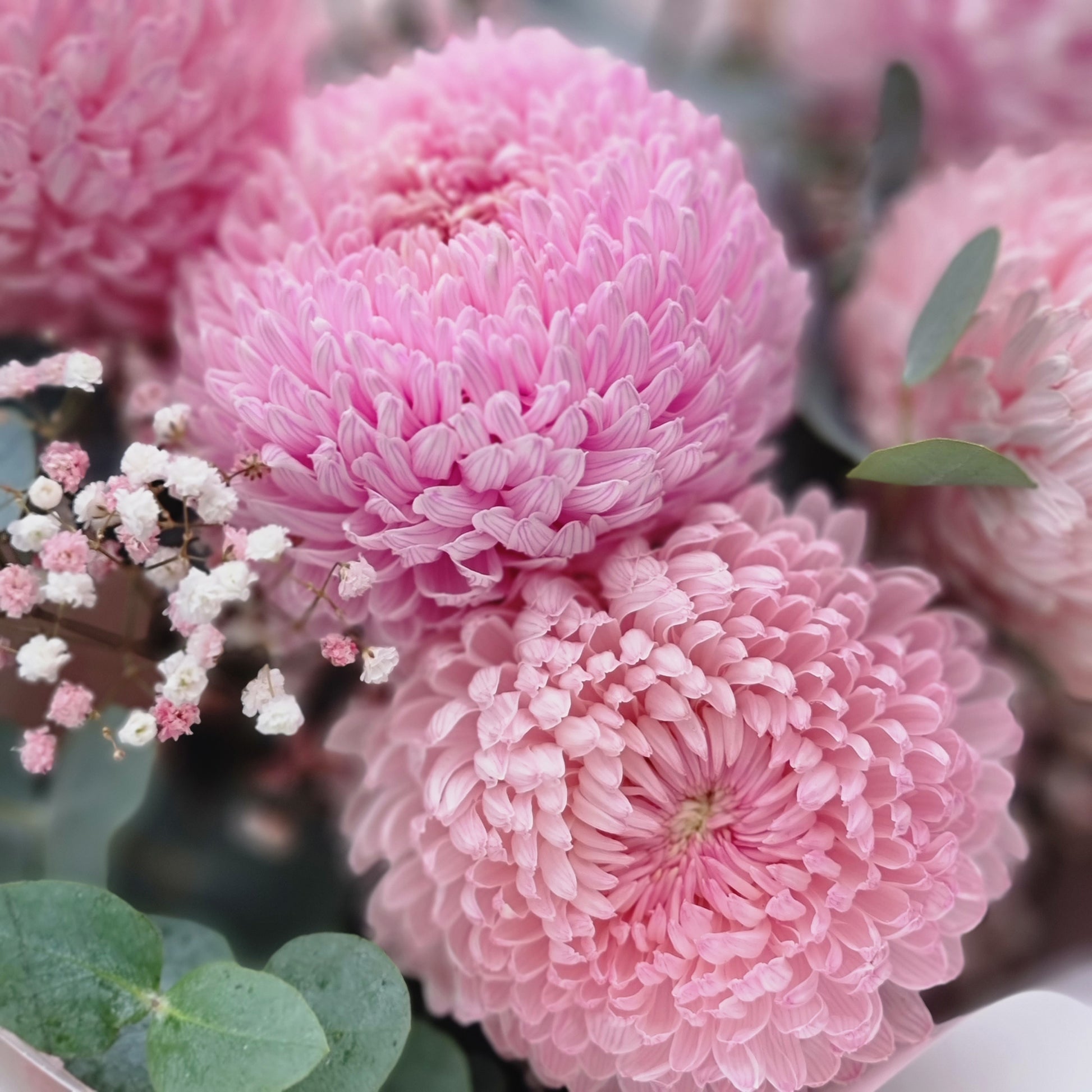 Detailed close up view of fresh pink chrysanthemum disbud flowers arranged with baby's breath for same-day courier delivery to residences in Doncaster.