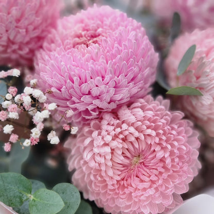 Detailed close up view of fresh pink chrysanthemum disbud flowers arranged with baby's breath for same-day courier delivery to residences in Doncaster.