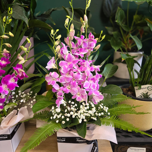 Singapore Orchid Box