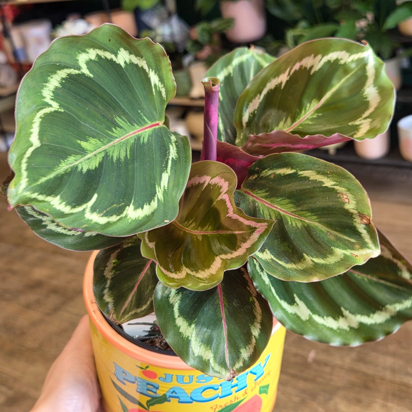 Calathea Medallion With Decorative Pot