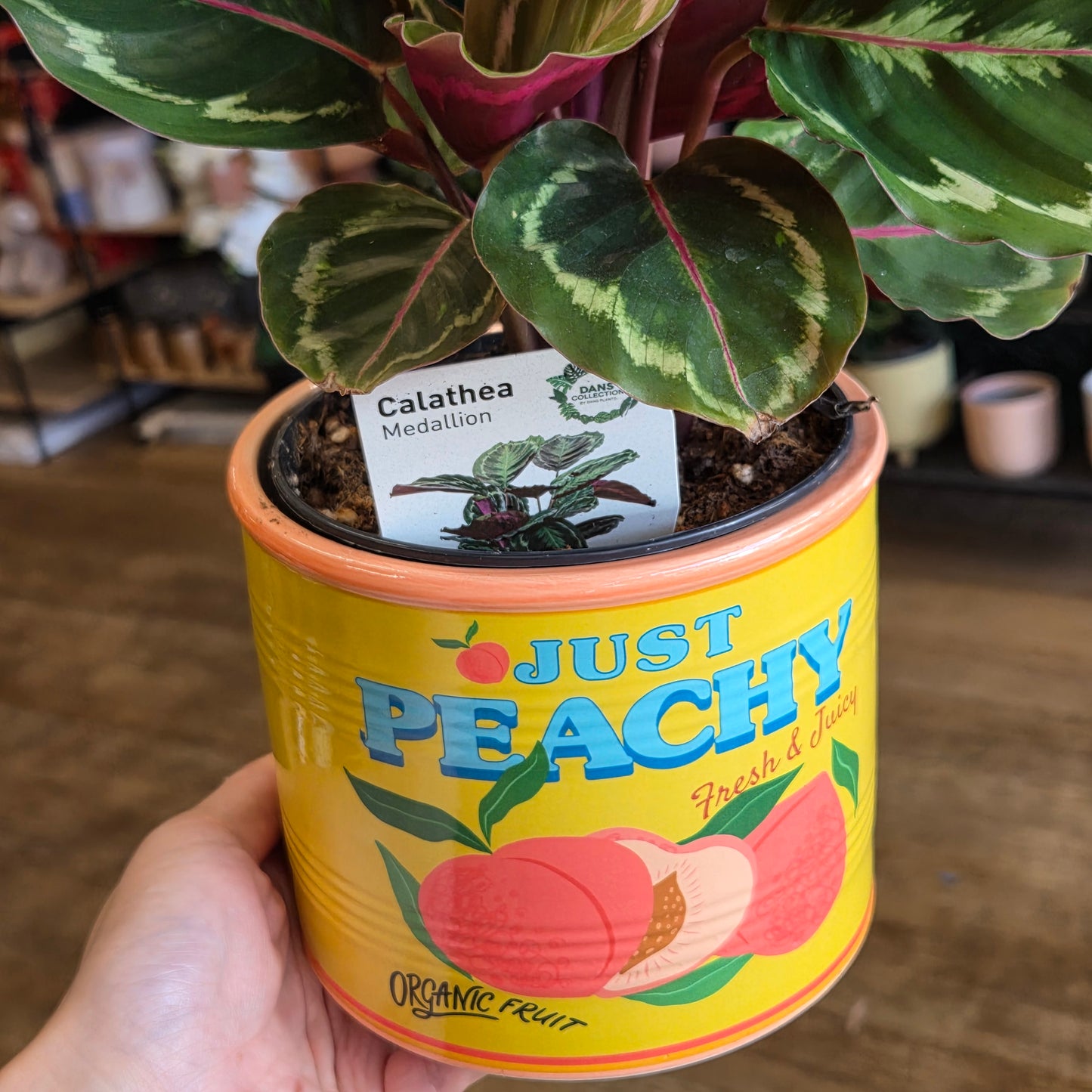 Calathea Medallion With Decorative Pot