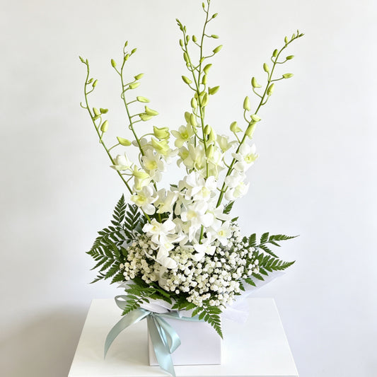 Singapore Orchid Box White