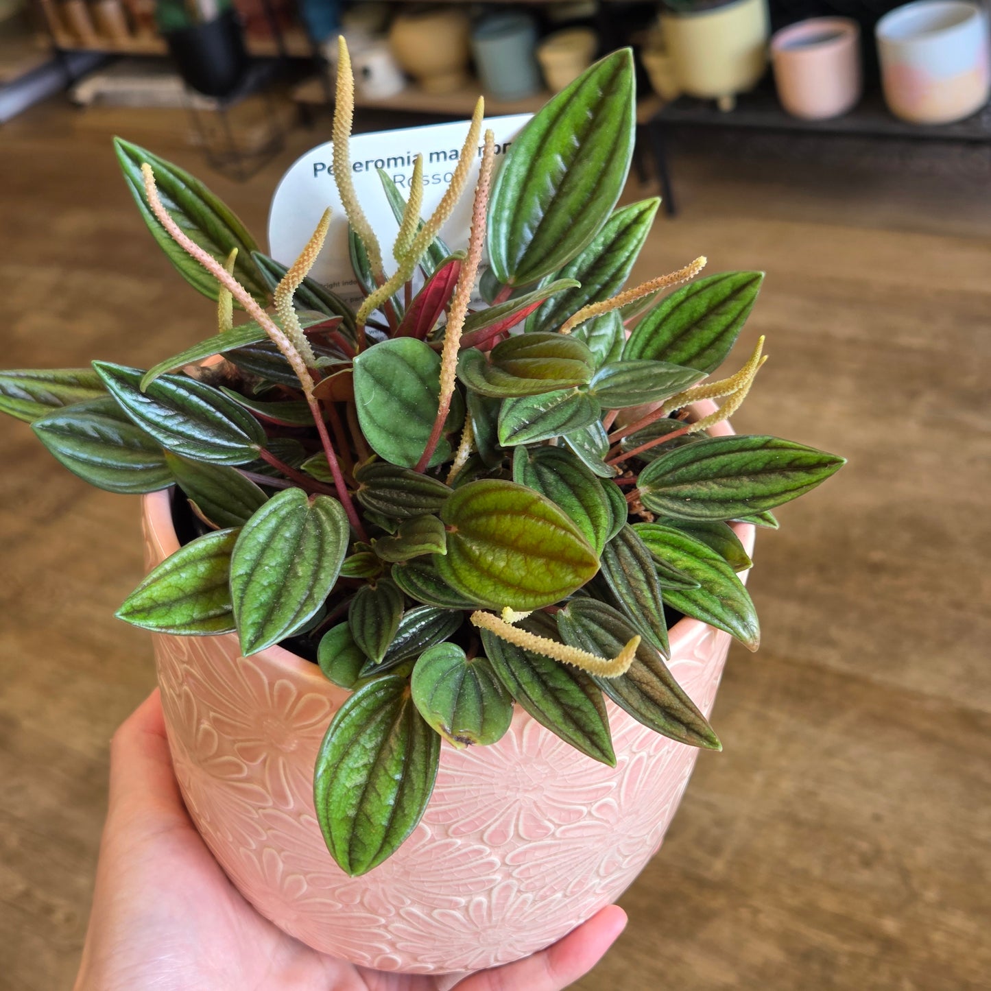 Pepperomia Rosso With Decorative Pot