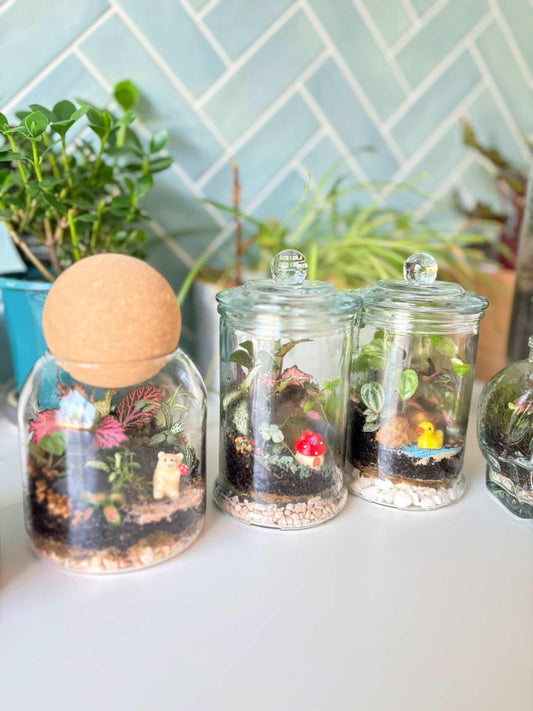 Premium self sustaining moss terrarium featuring tropical ferns inside a clear glass jar with a natural cork lid same-day delivery The Flowerland Nunawading