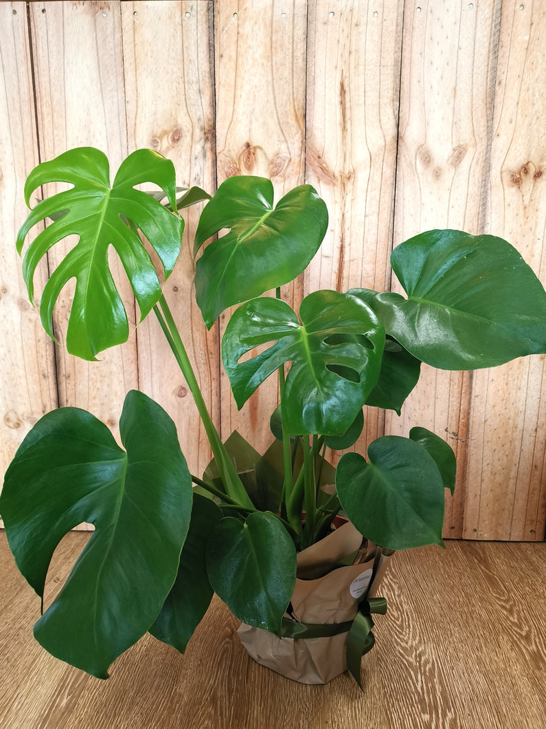 Monstera Deliciosa -The Flowerland