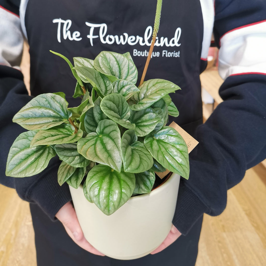 Peperomia Moonlight -Flower Delivery Nunawading