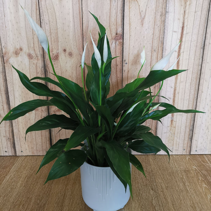 Peace Lily -Flower Delivery Nunawading