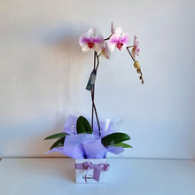 Load image into Gallery viewer, Tall Phalaenopsis Orchid
