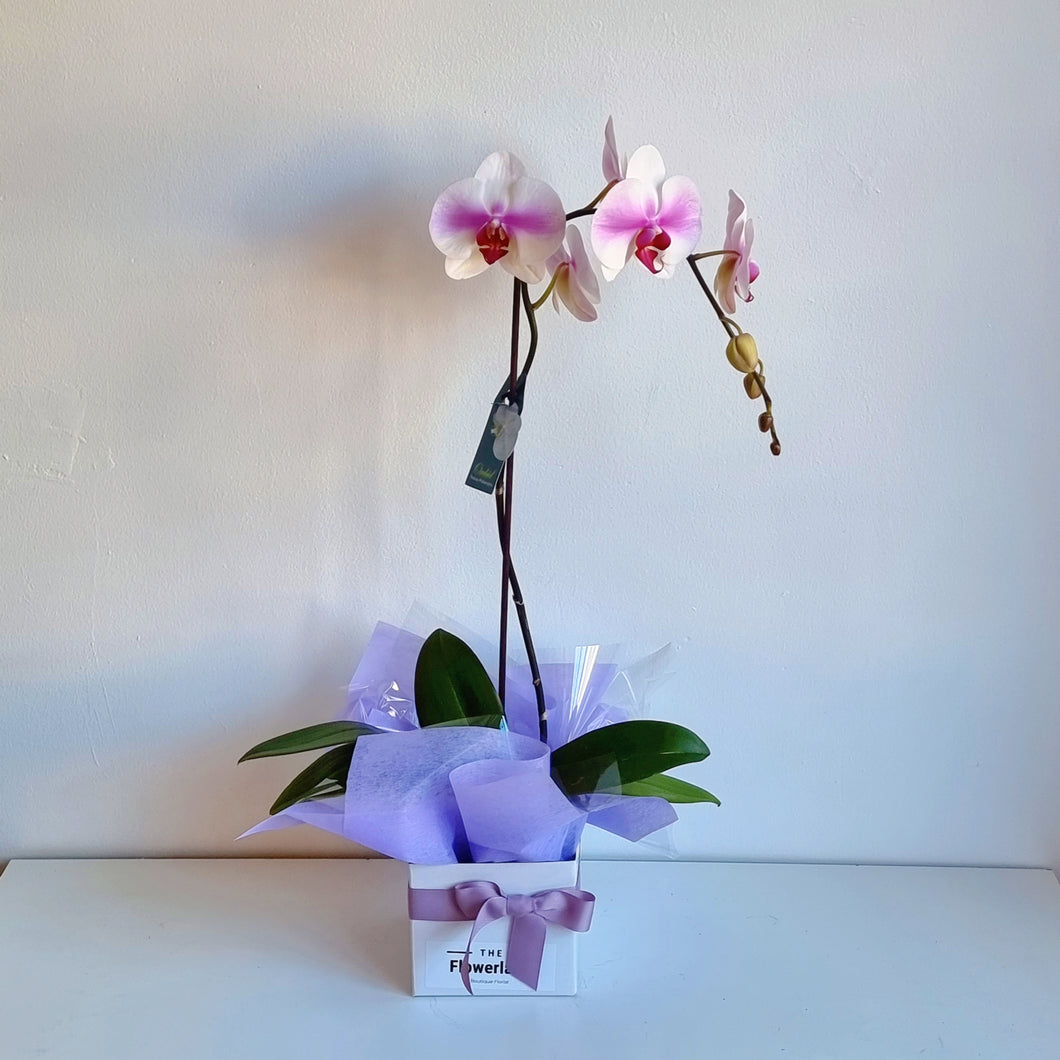 Tall Phalaenopsis Orchid