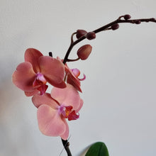 Load image into Gallery viewer, Tall Phalaenopsis Orchid
