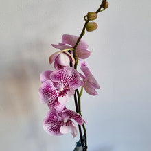 Load image into Gallery viewer, Tall Phalaenopsis Orchid
