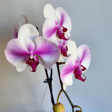 Load image into Gallery viewer, Tall Phalaenopsis Orchid
