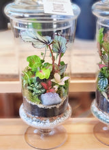Load image into Gallery viewer, Terrarium ExtraTall
