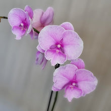 Load image into Gallery viewer, Tall Phalaenopsis Orchid
