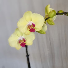 Load image into Gallery viewer, Tall Phalaenopsis Orchid
